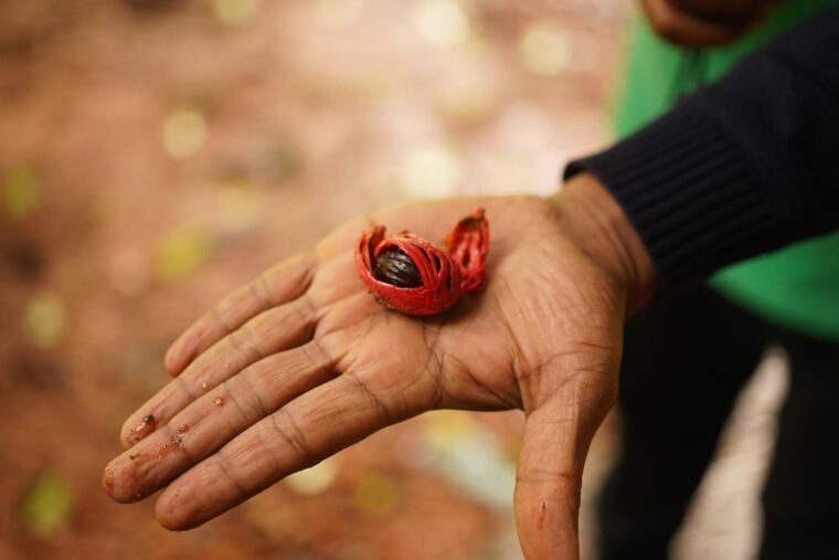 fresh nutmeg and mace